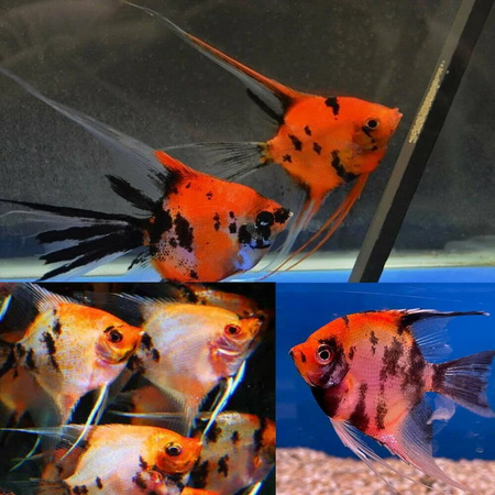 SKALAR RED DEVIL - Pterophyllum scalare